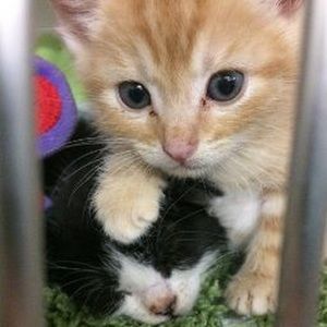 Meet your Posher, Cheryl